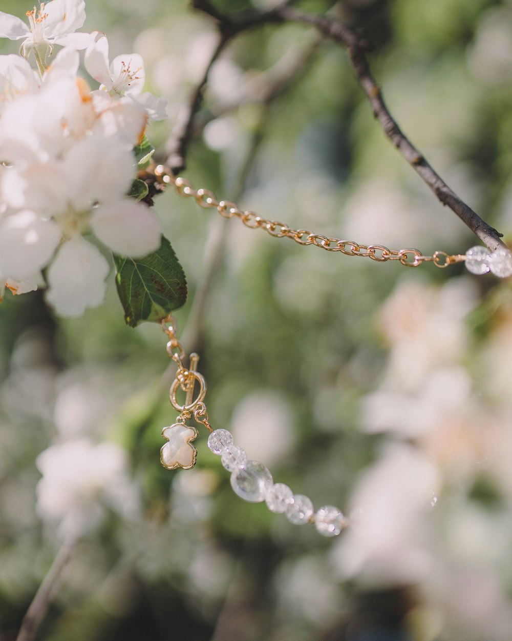 a close up of a bug on a branch with white flowers