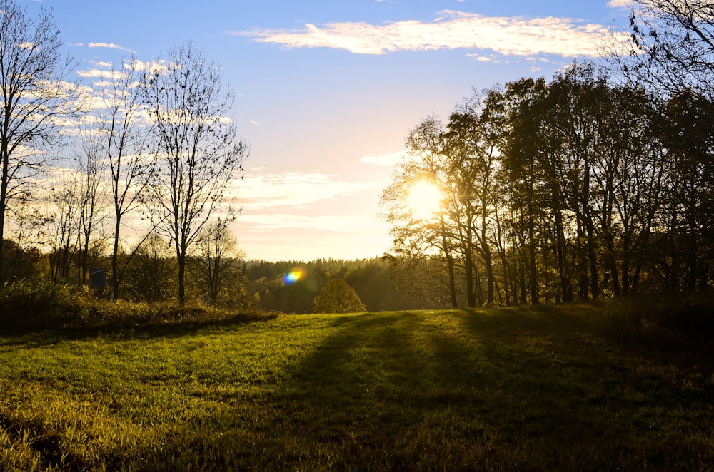 a grassy field with trees and the sun in the background