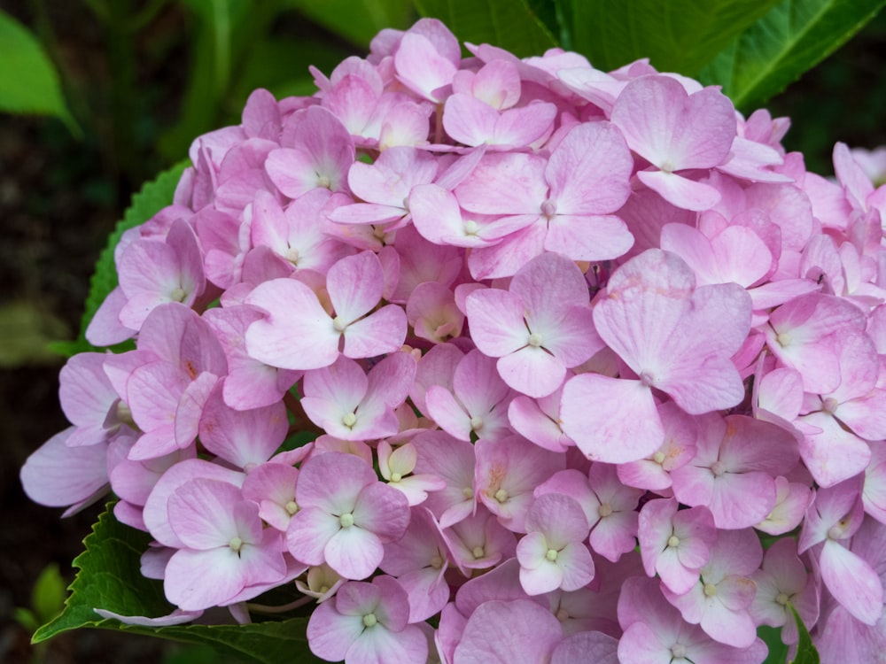 a group of pink flowers