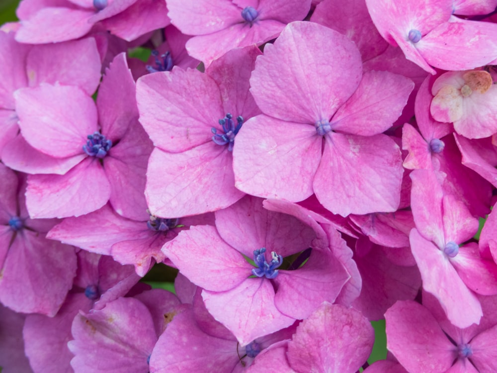 a group of pink flowers