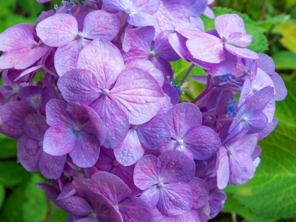 a group of purple flowers