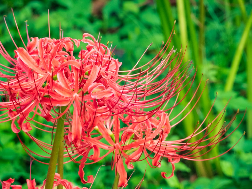 a close up of a flower