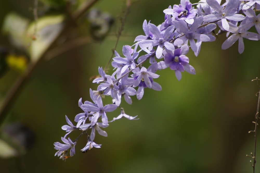 a close up of flowers