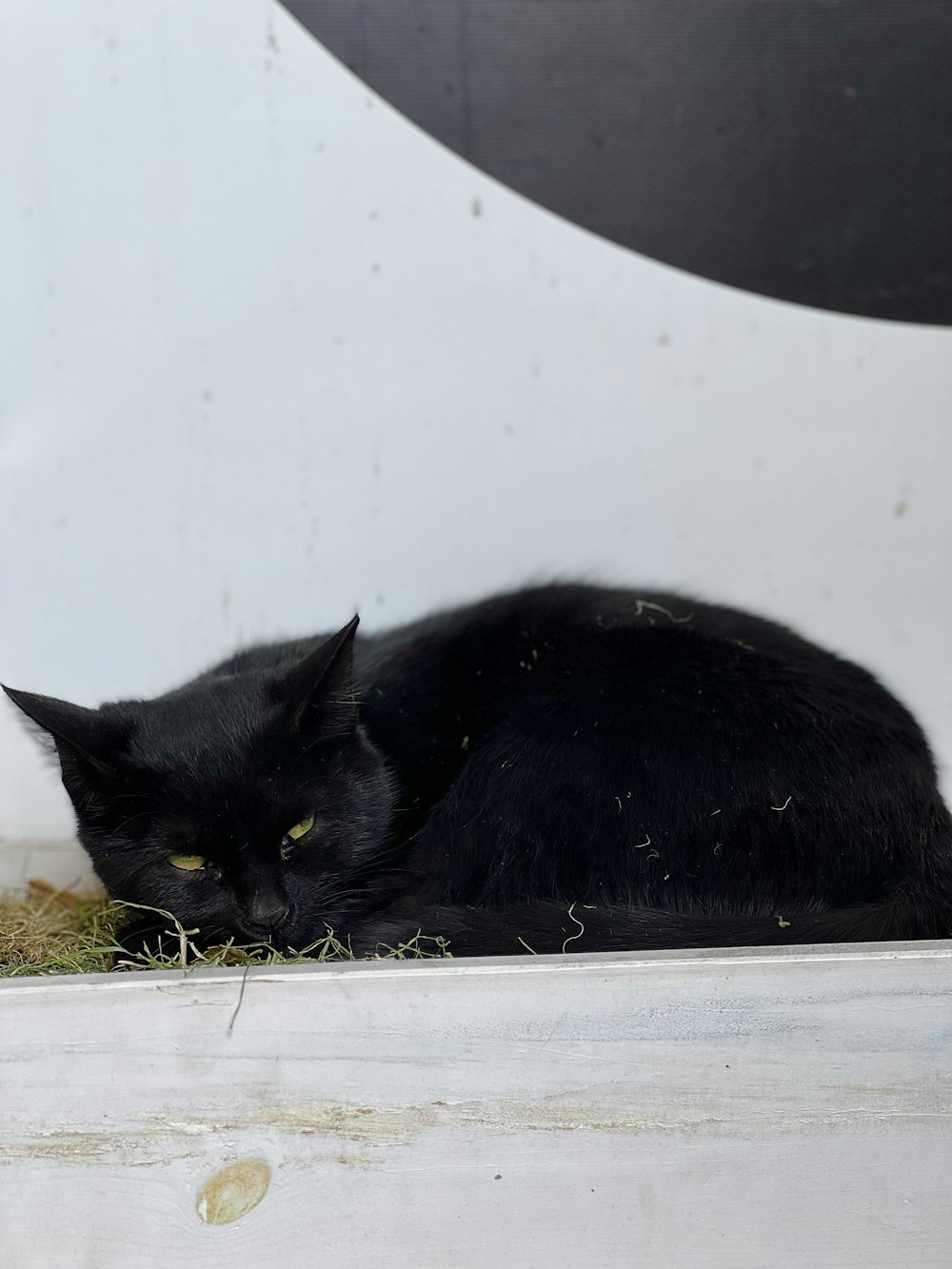a black cat lying on the ground