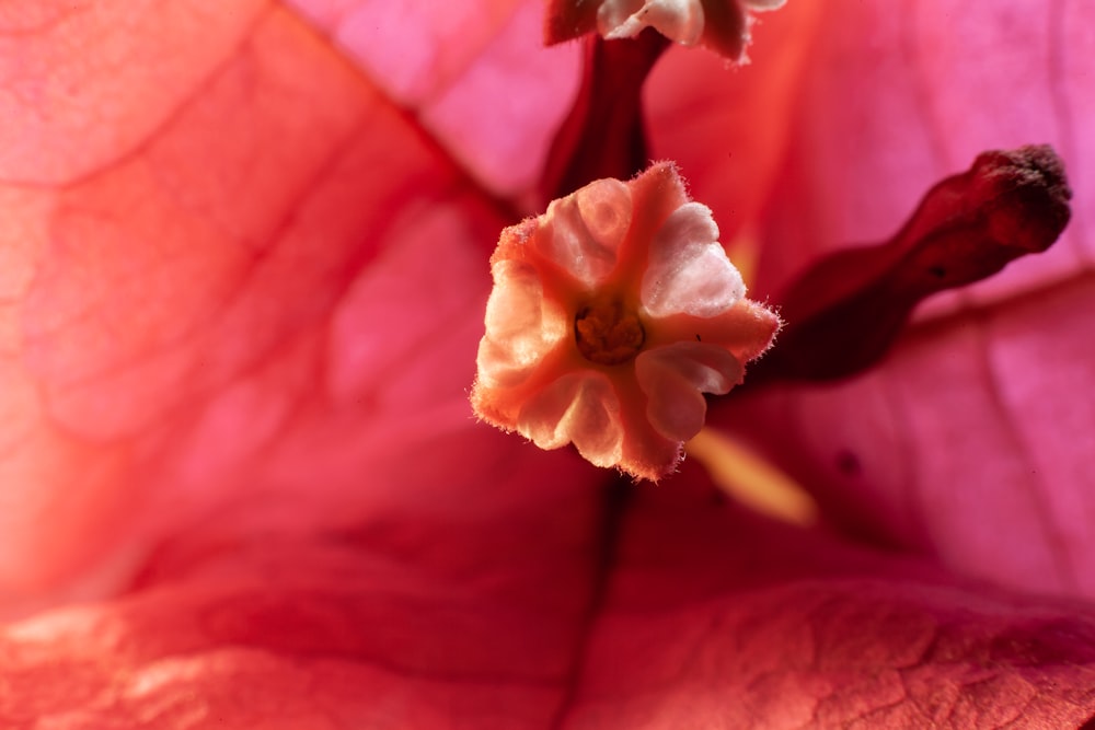 close up of a flower