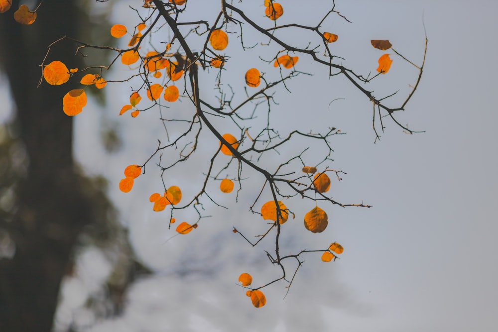 a tree with orange leaves