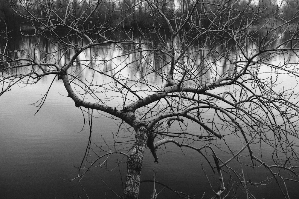 a tree with no leaves