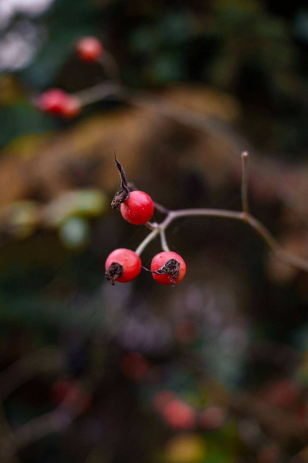 a close up of some berries