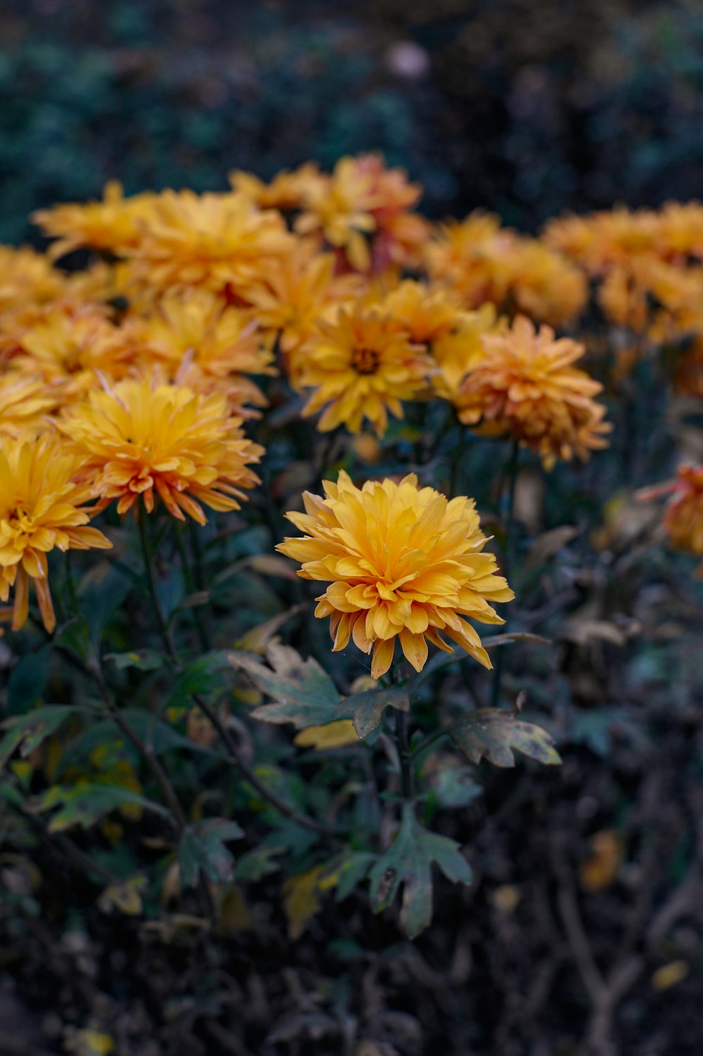 a group of yellow flowers