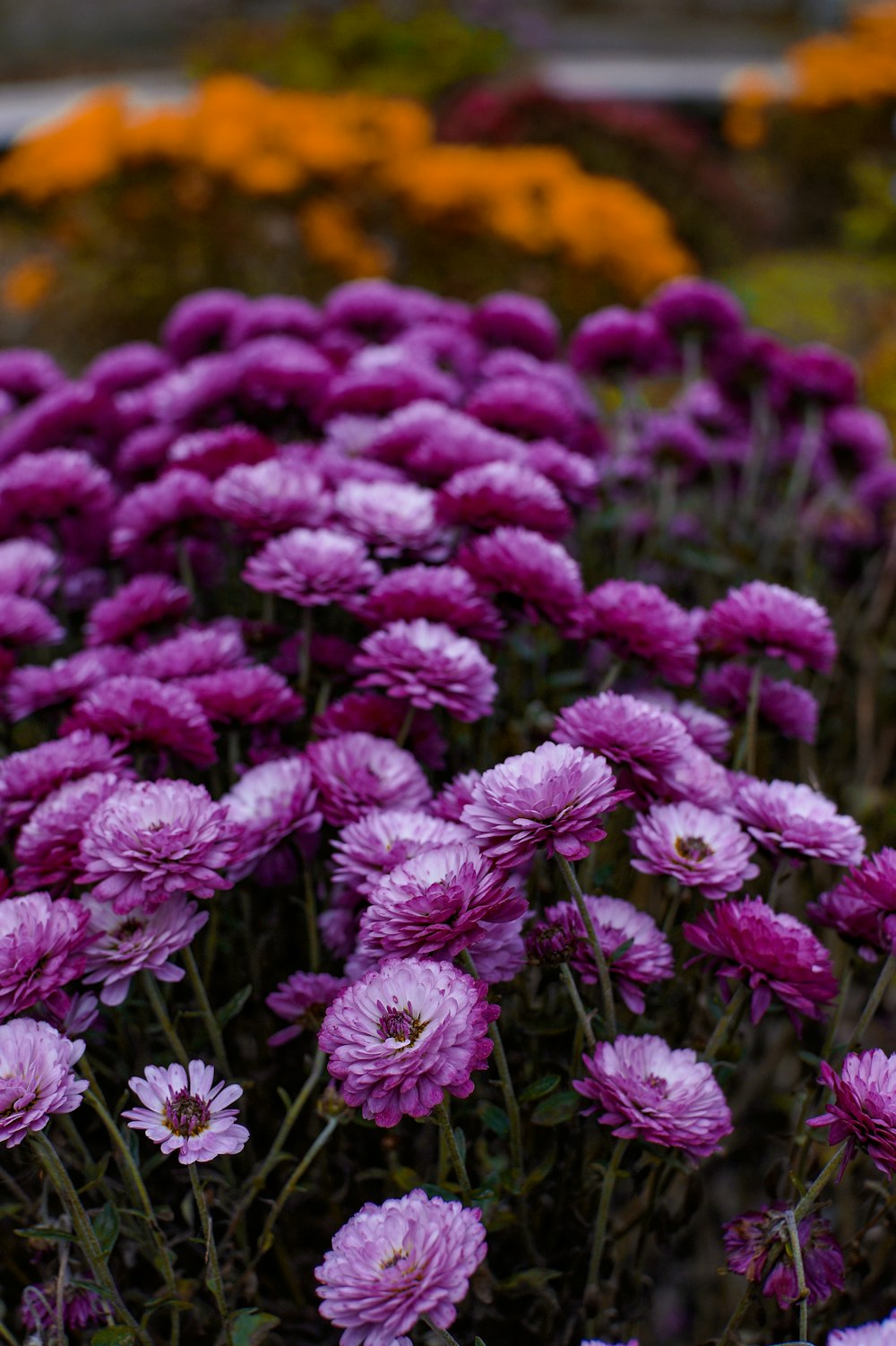 a group of flowers