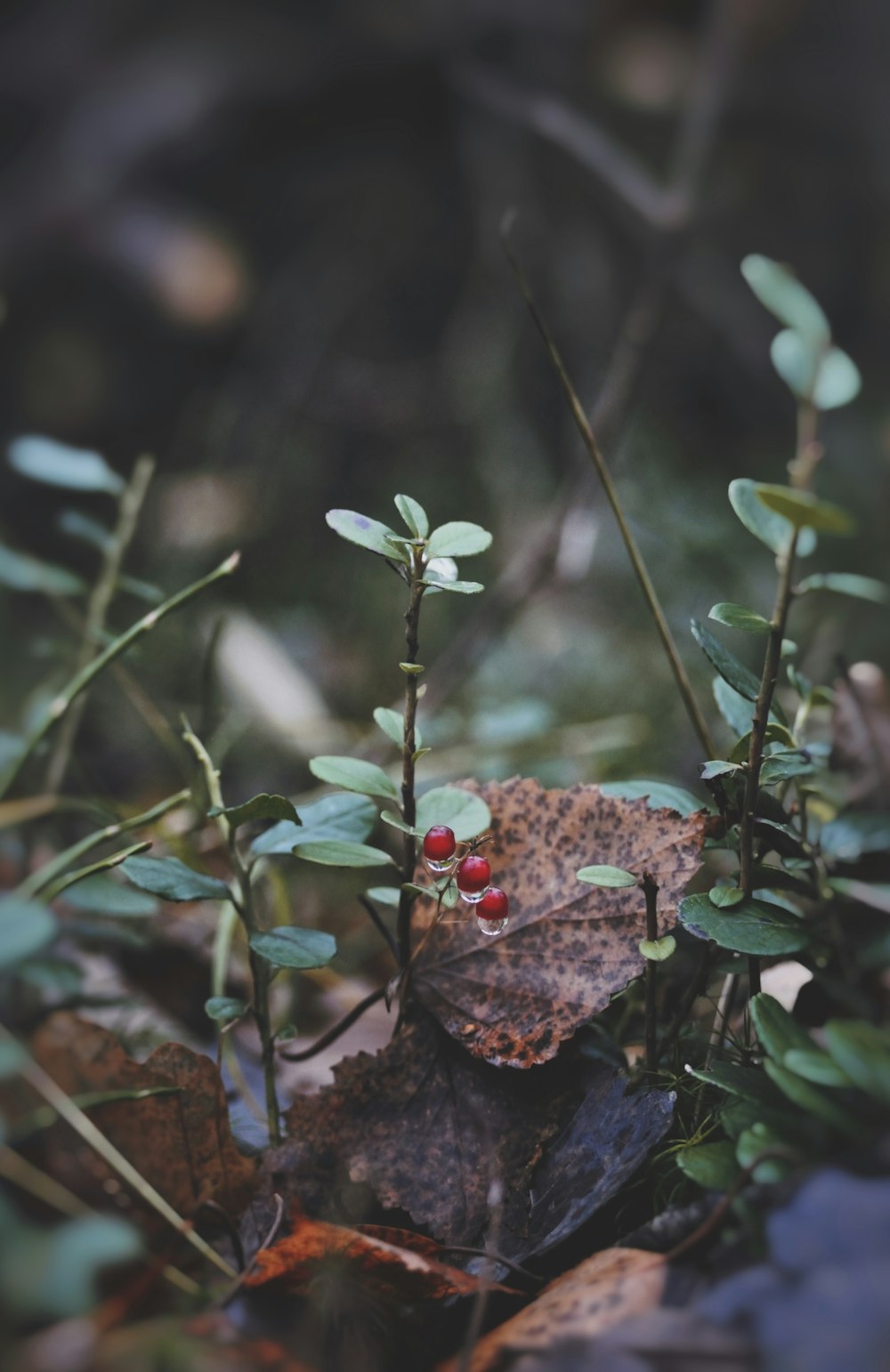 a close up of a plant with berries on it