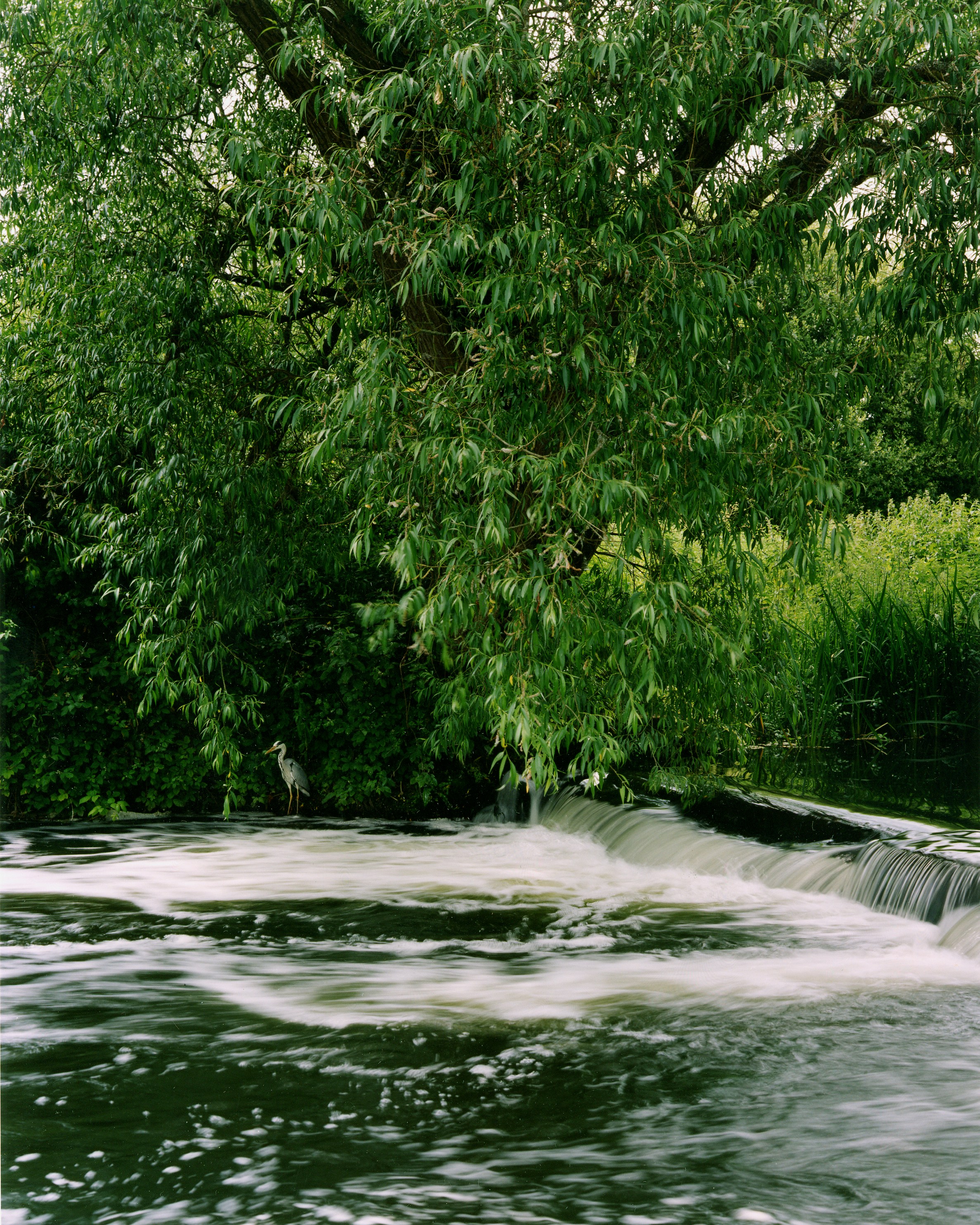 un fiume con alberi sul lato