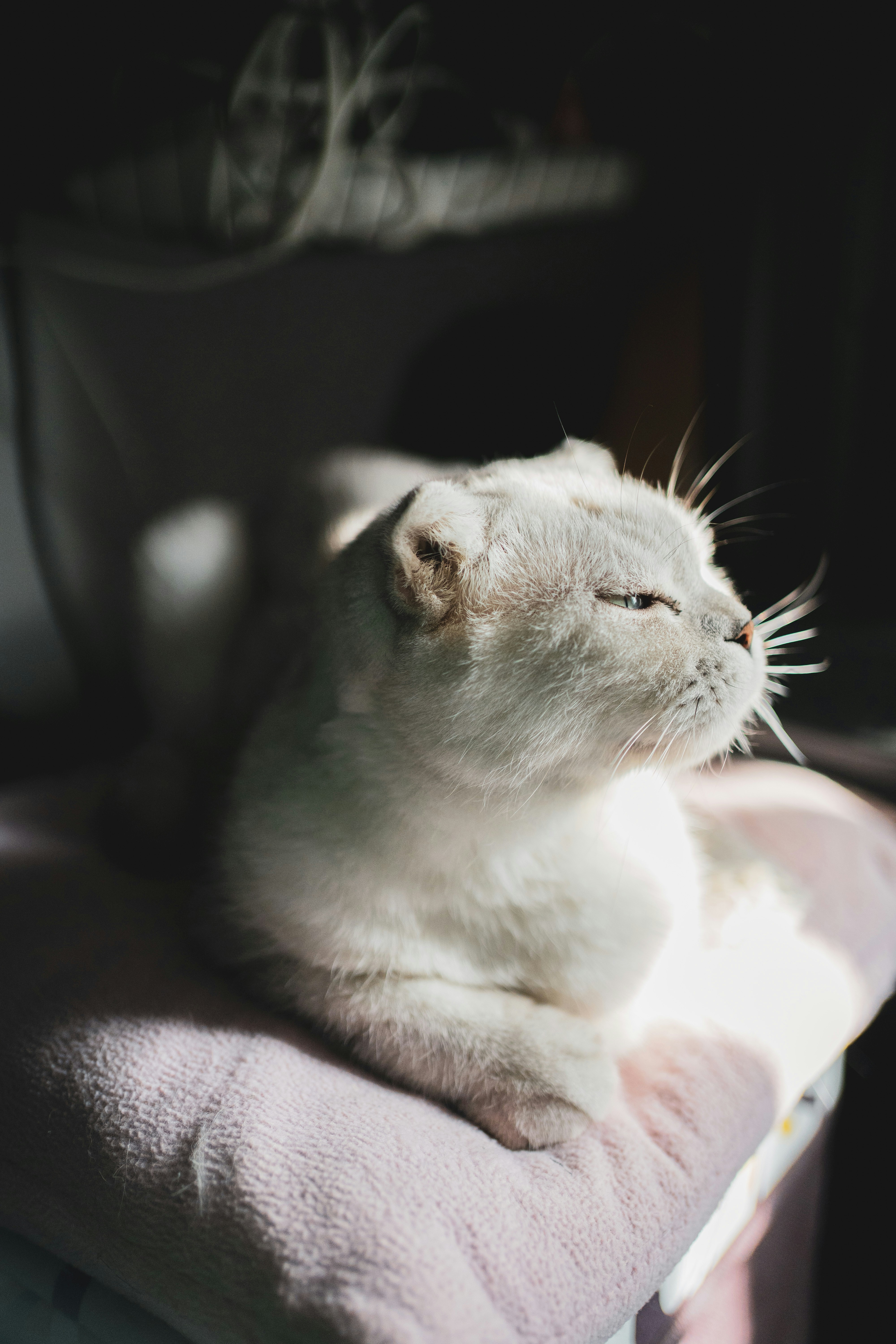 Russian Blue: The Quiet Confidence (image credits: unsplash)