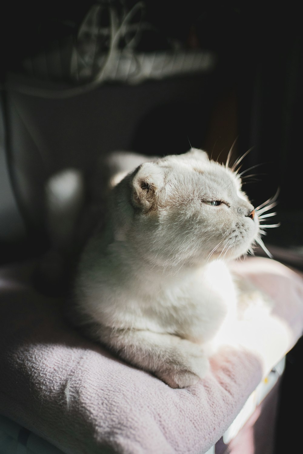 a cat lying on a person's lap