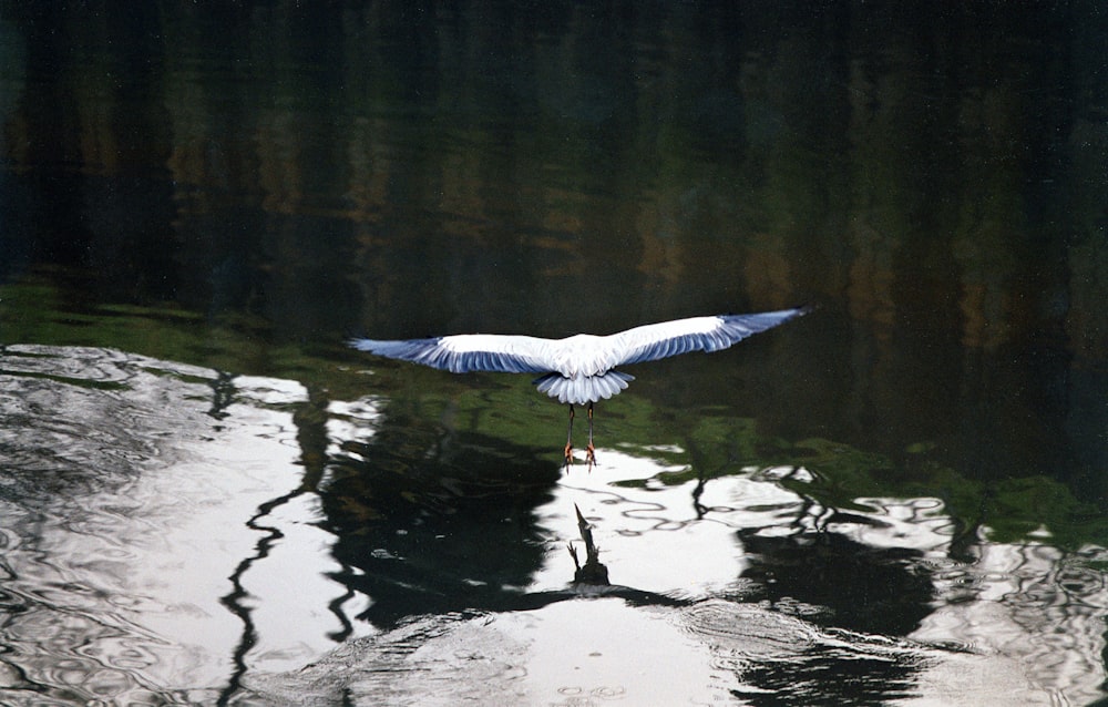 a bird standing in water