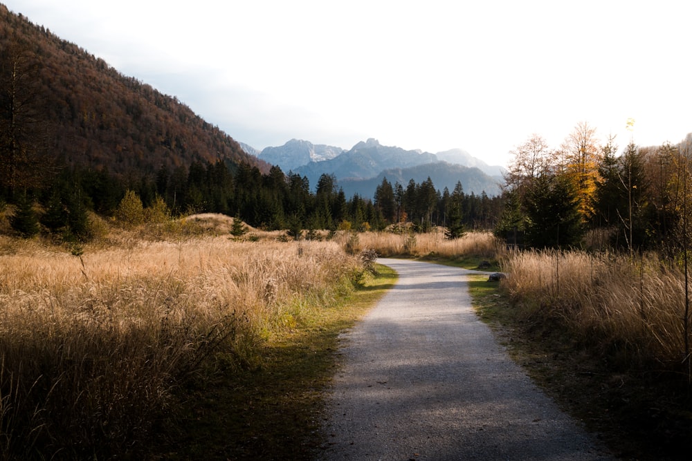 eine Straße mit Bäumen an der Seite