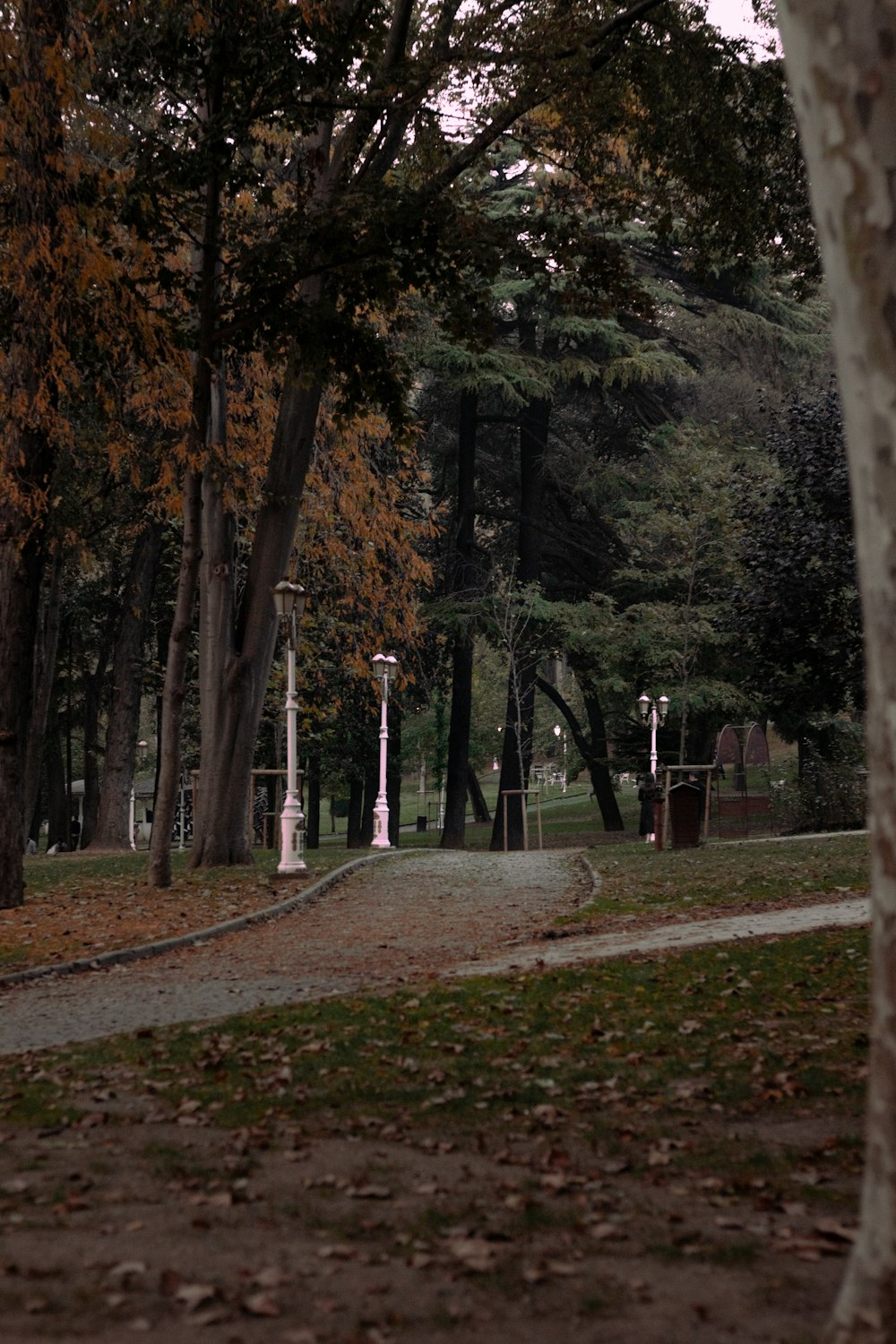 a path through a forest