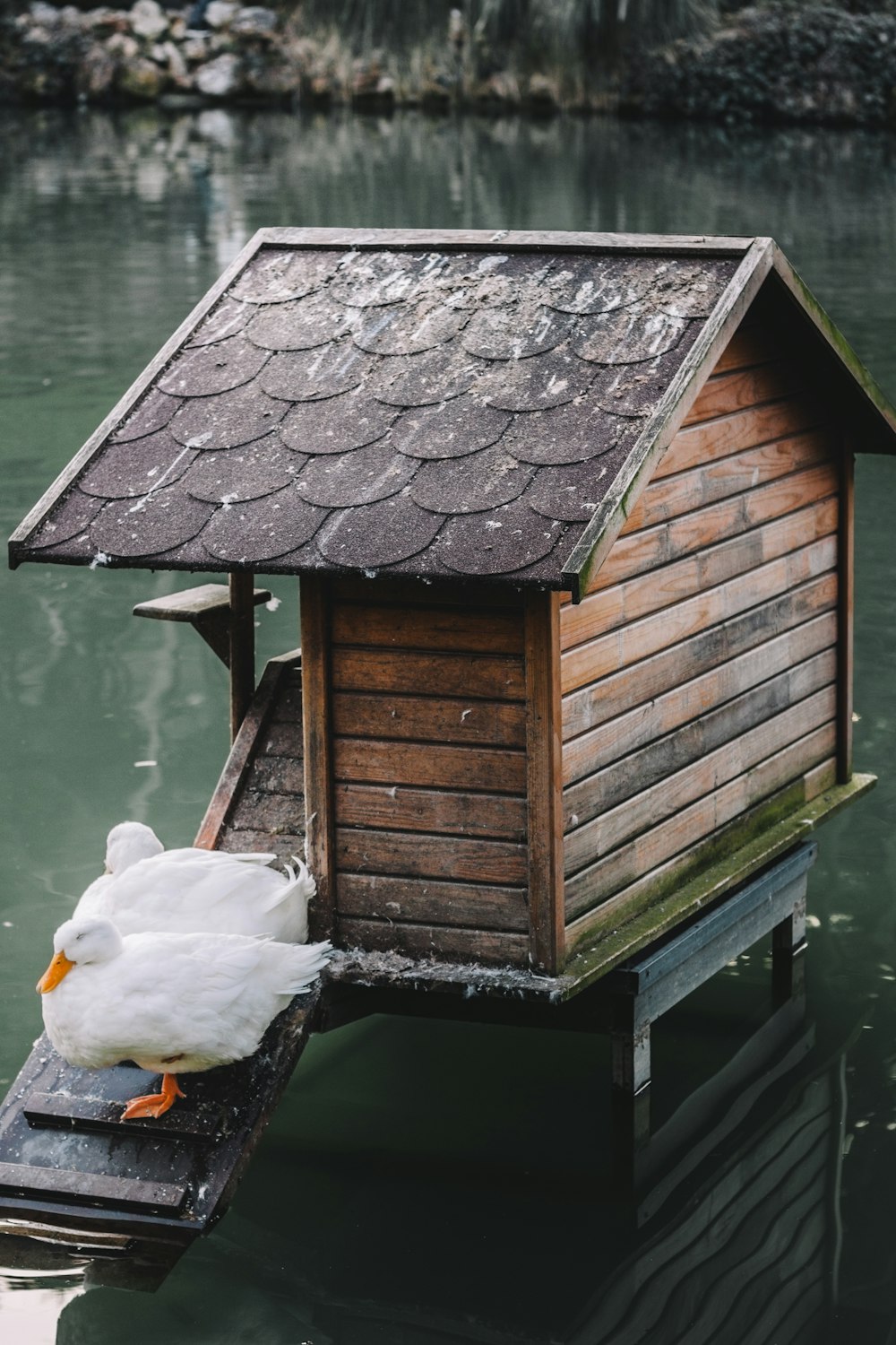 a couple of birds on a dock