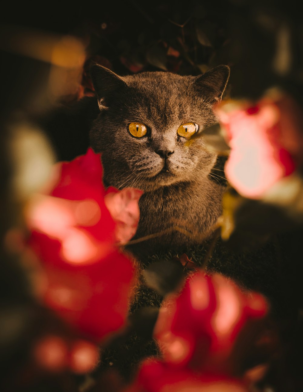 a cat in a flower bed