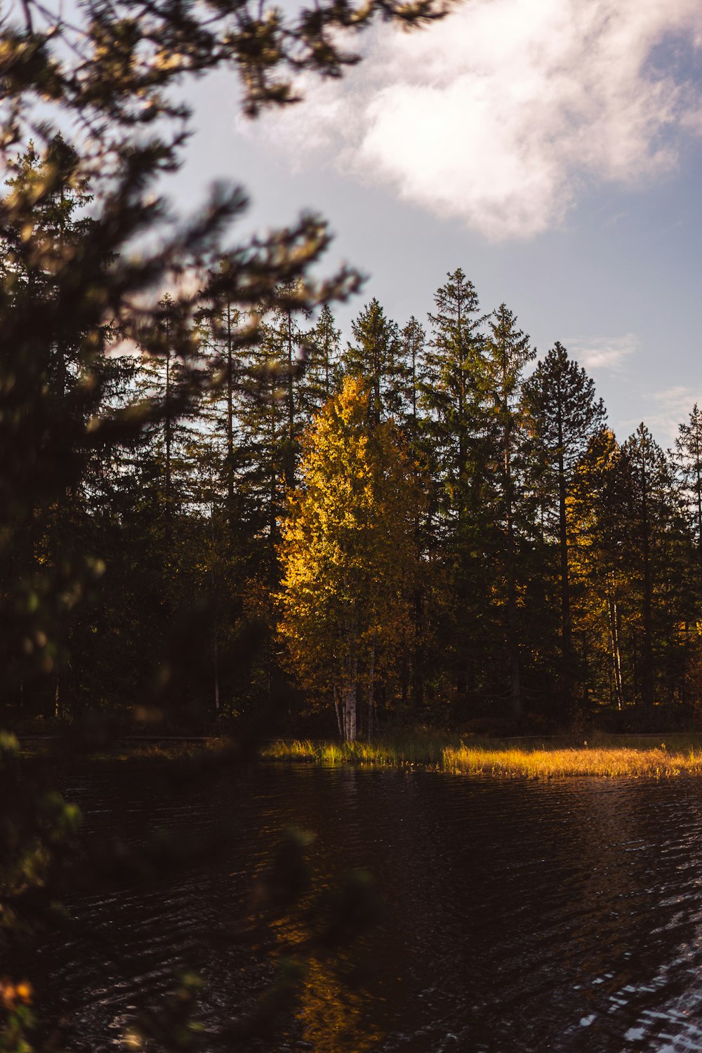 a body of water with trees around it