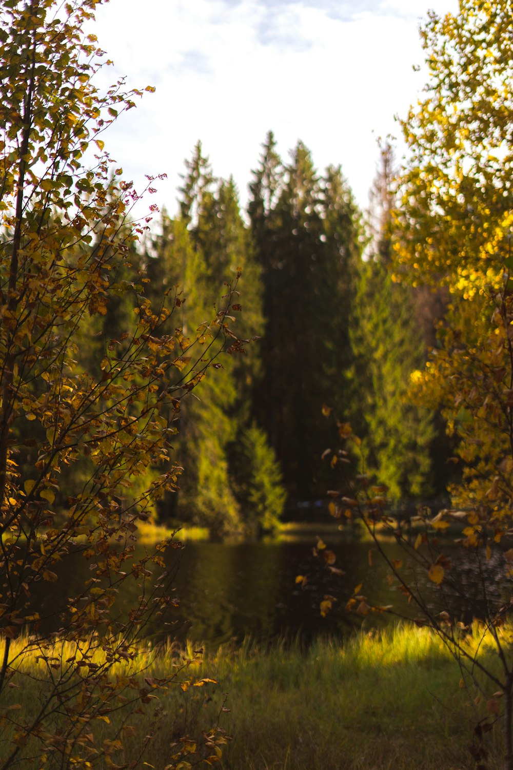 a river surrounded by trees