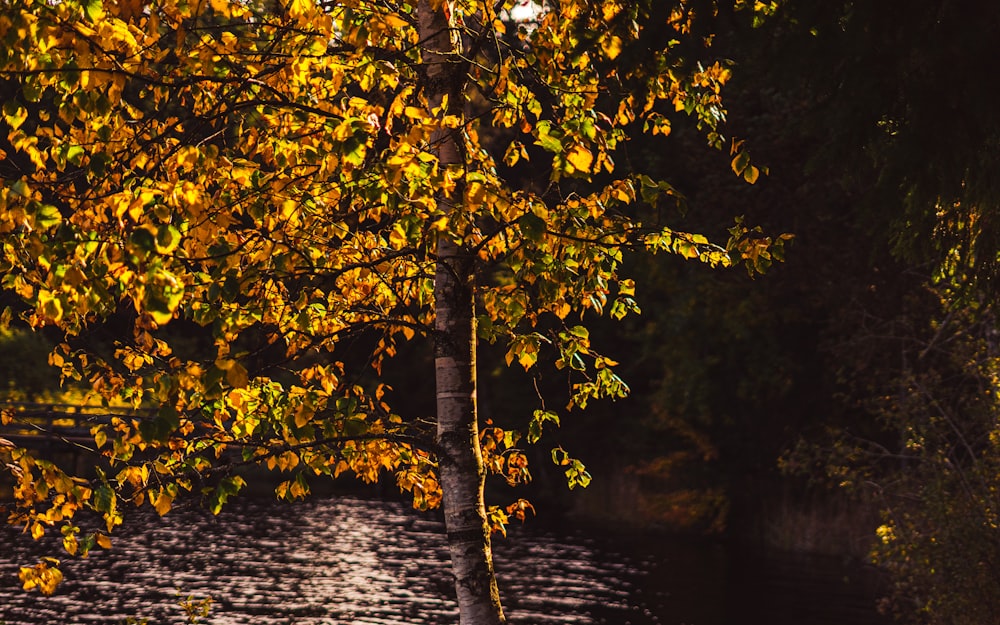 un arbre aux feuilles jaunes