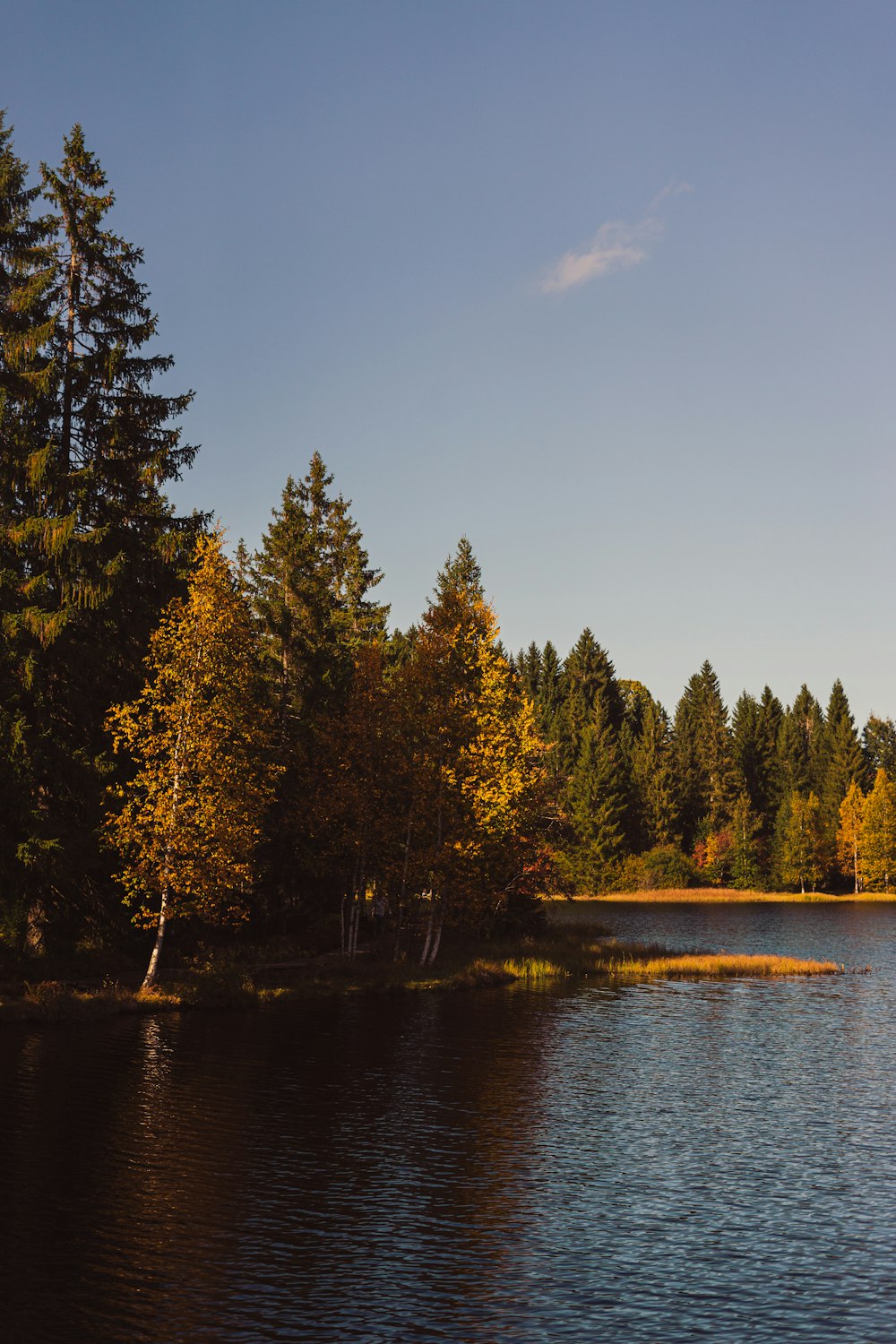 un plan d’eau entouré d’arbres