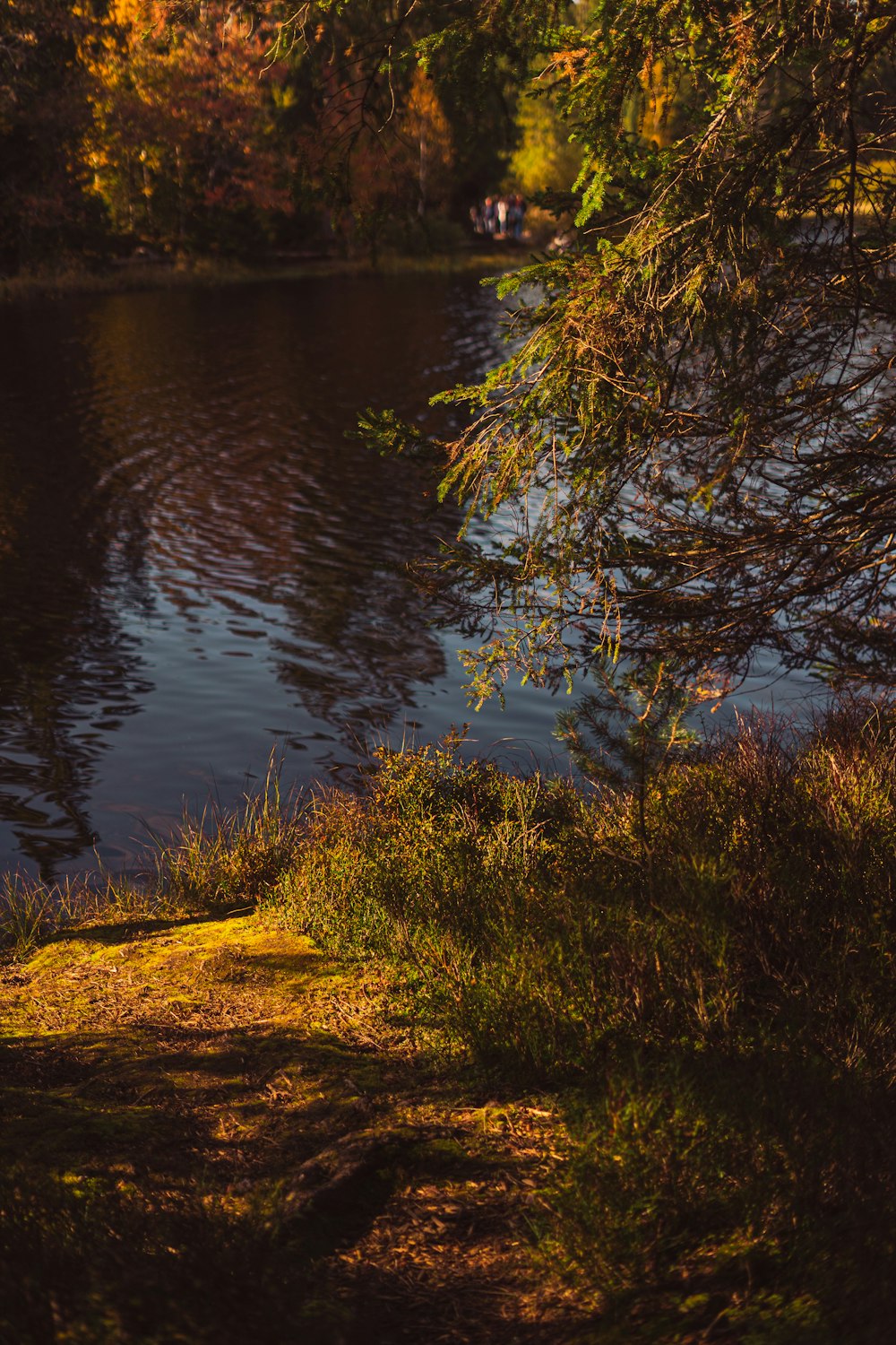 a body of water with trees around it