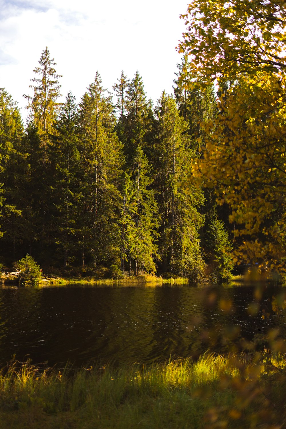 une rivière entourée d’arbres