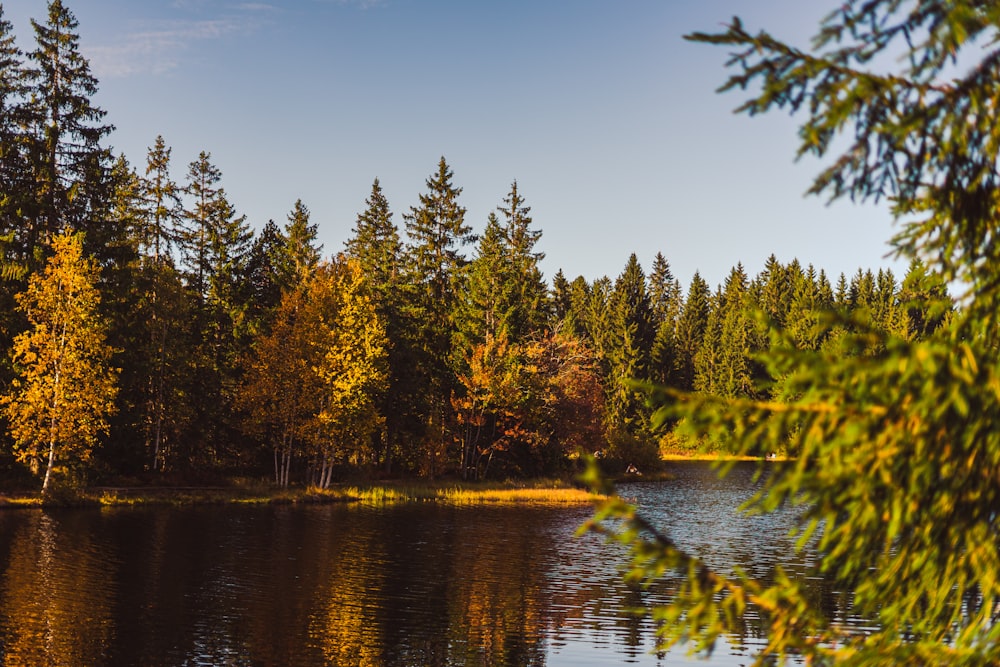 a body of water with trees around it