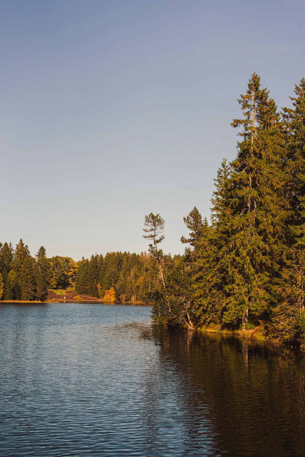 a body of water with trees around it