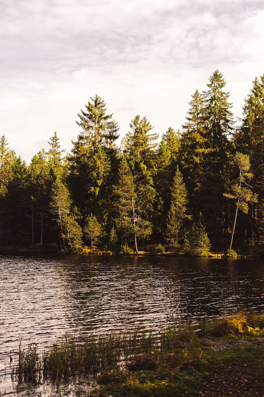 a body of water with trees around it