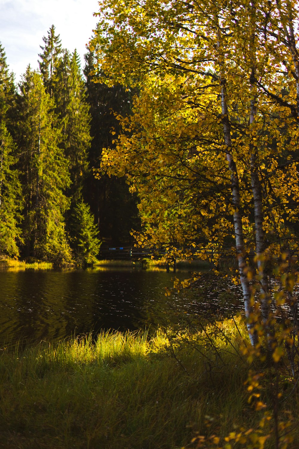 a body of water surrounded by trees