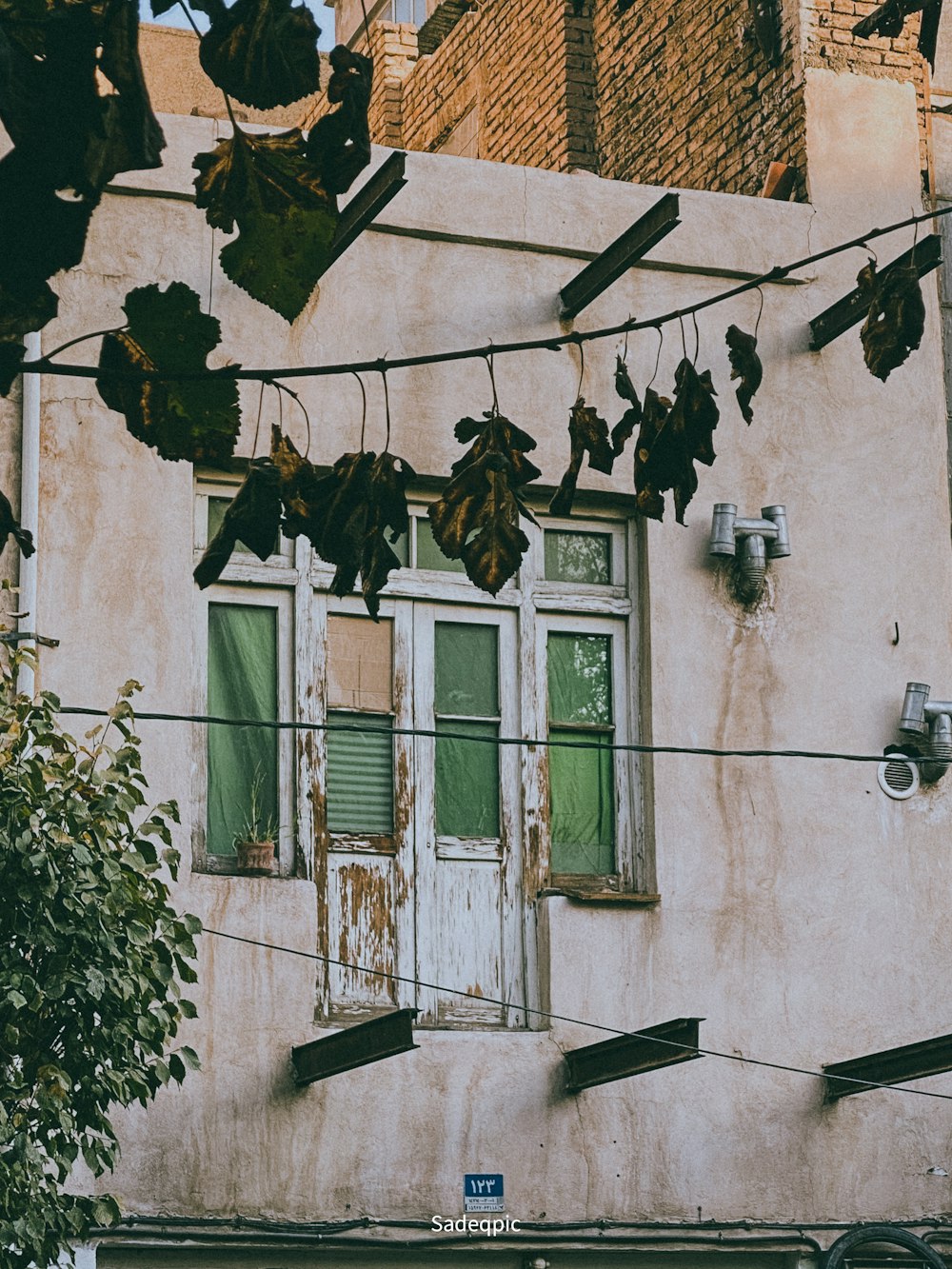 a building with windows and plants on the side