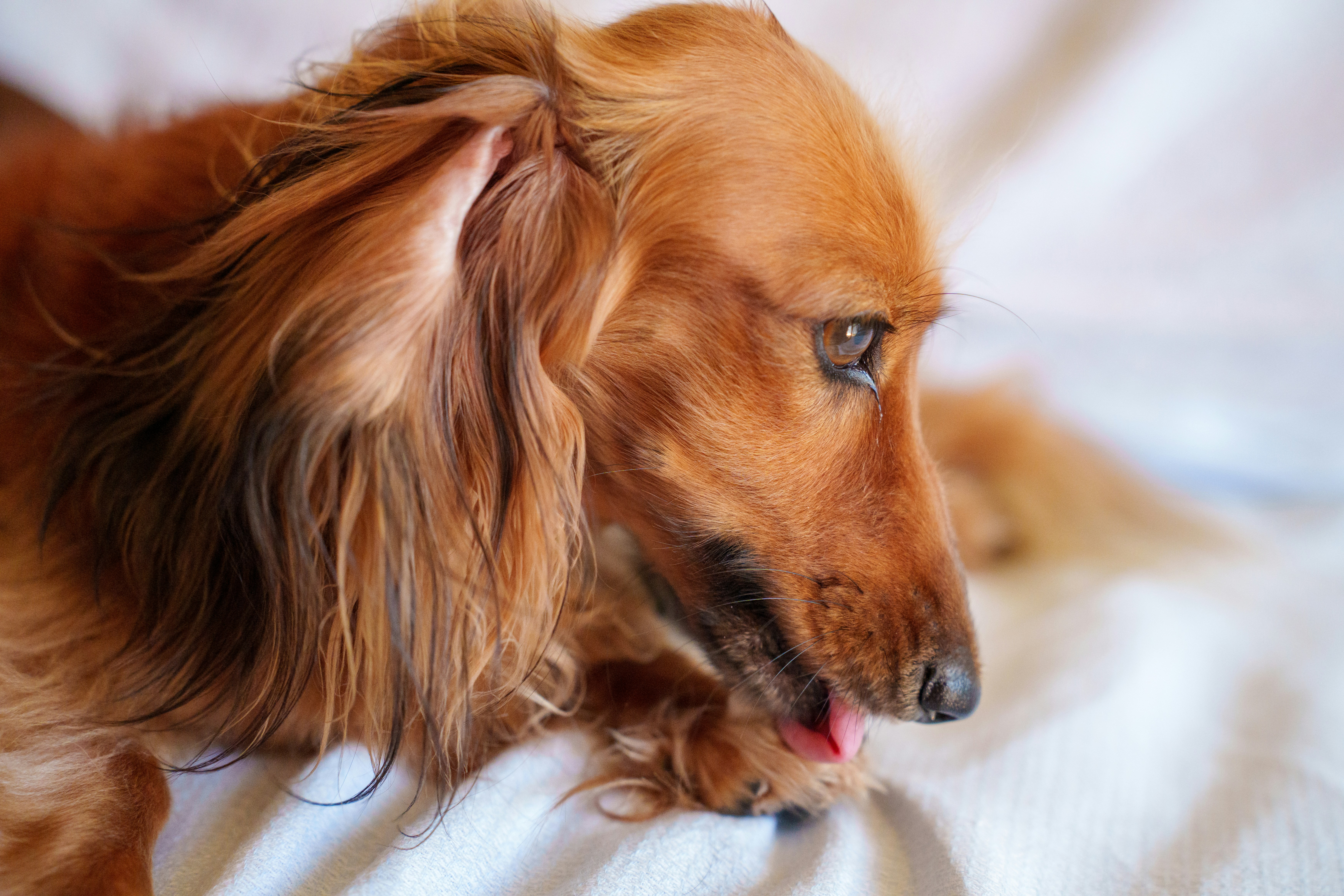 Is My Mini Dachshund In Pain? 7 Silent Warning Signs You Must Never Ignore