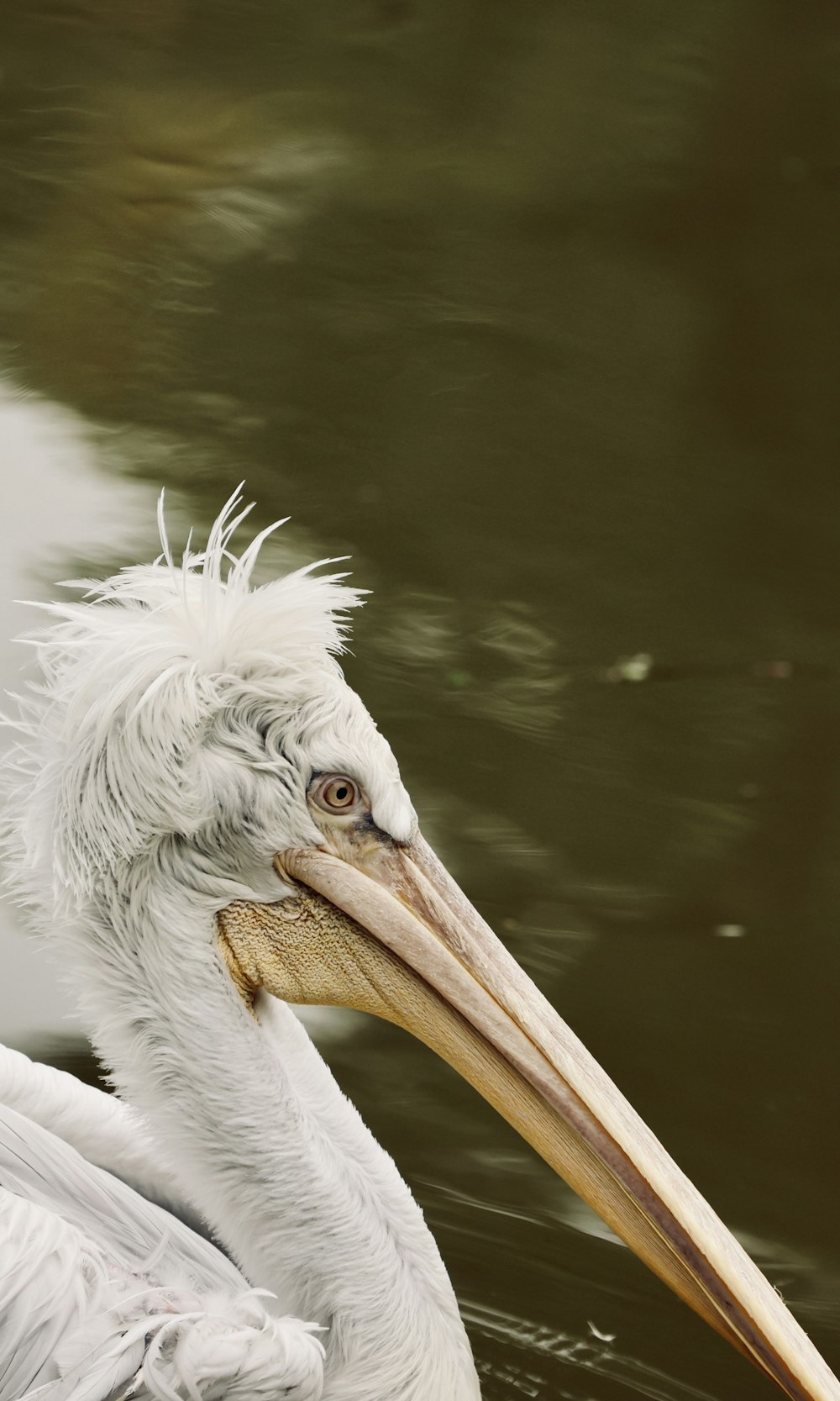 a white bird with a long beak