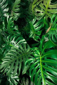 Planta chamada Costela de Adão, em inglês: Monstera. Possui folhas grandes.                     