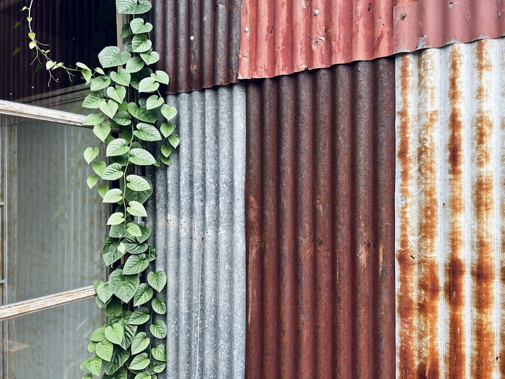 a plant next to a curtain