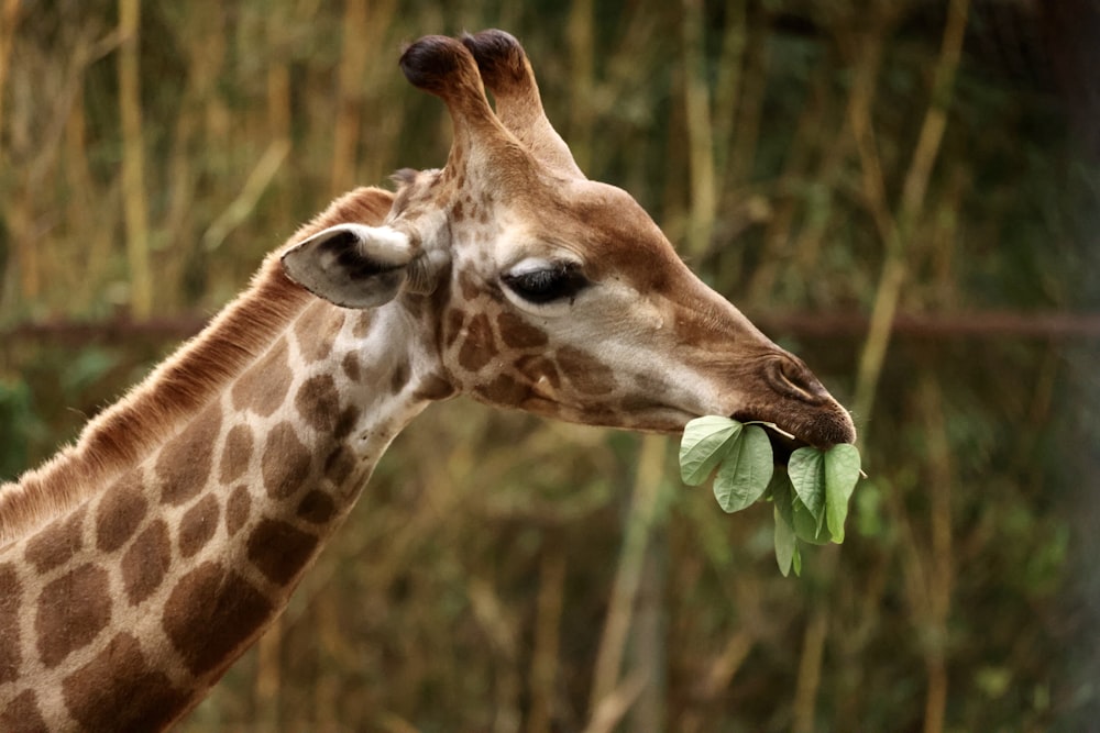 a giraffe eating leaves