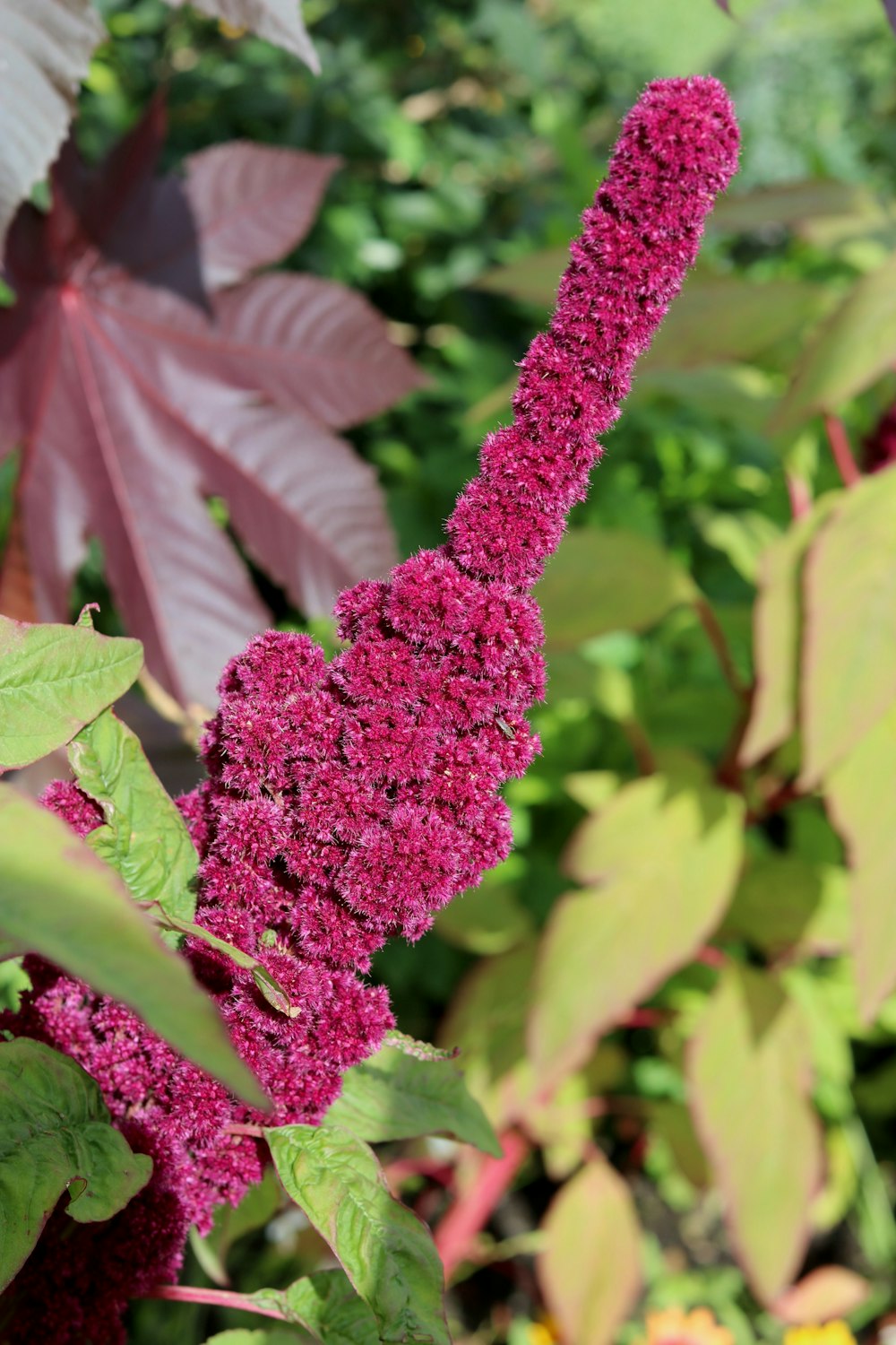 a group of colorful flowers