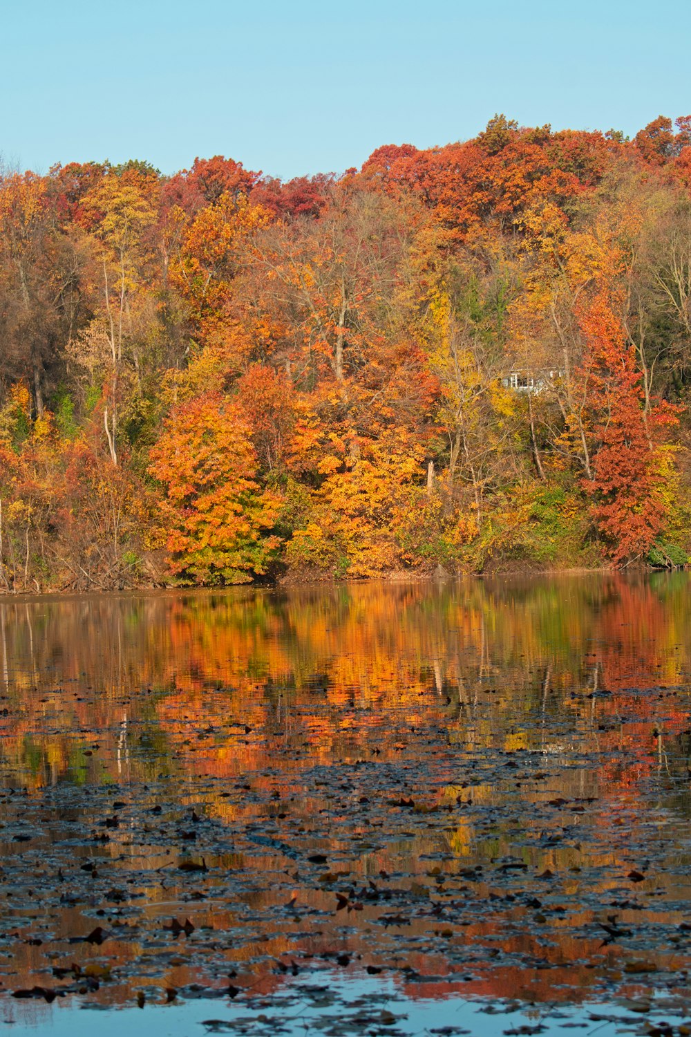 a body of water with trees around it