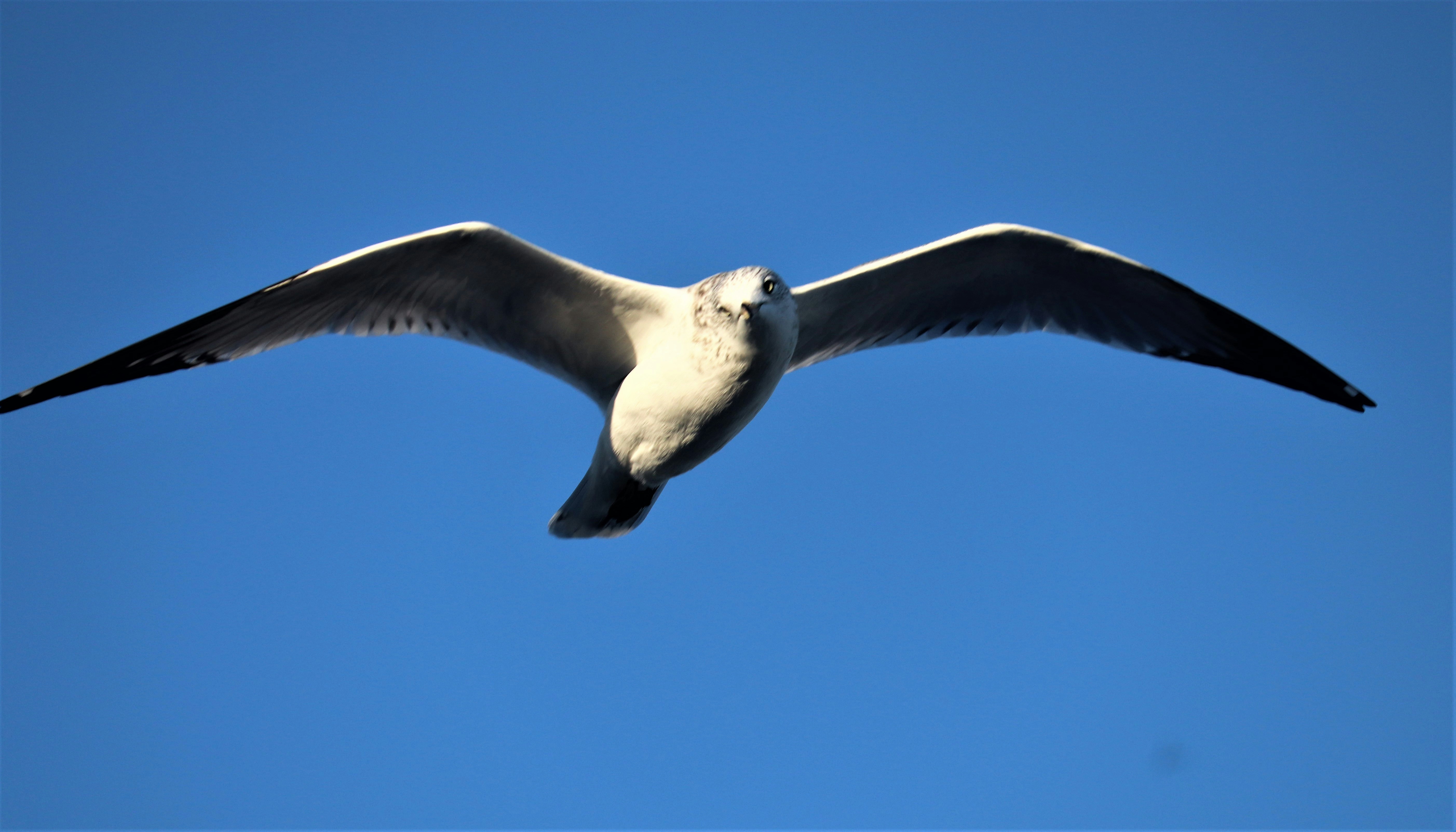 Photo by firebirdvll