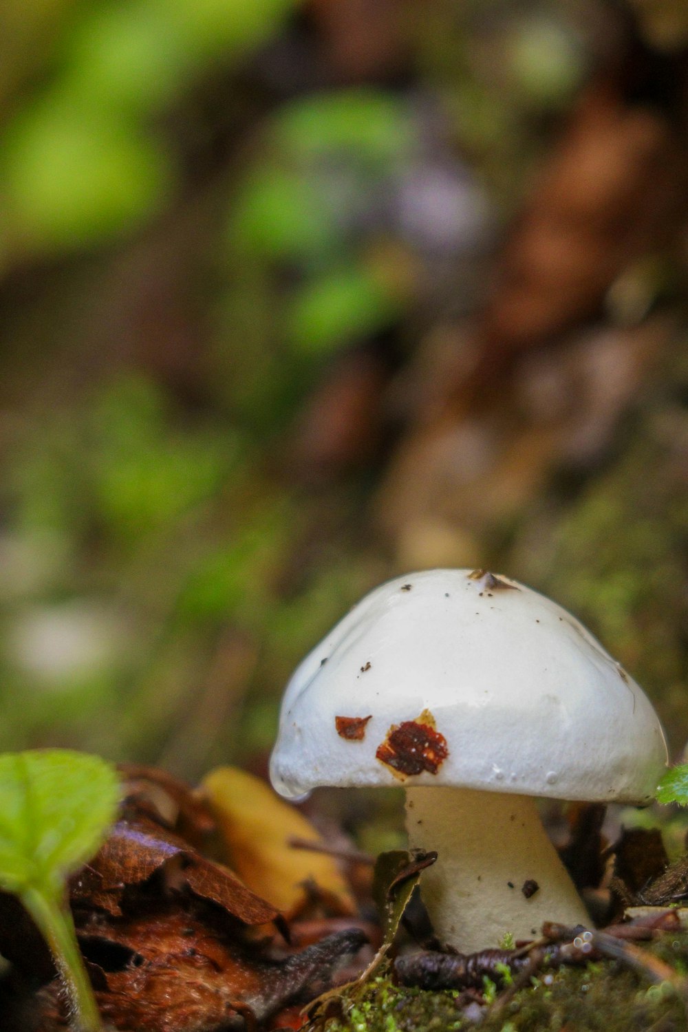 a white mushroom with brown spots