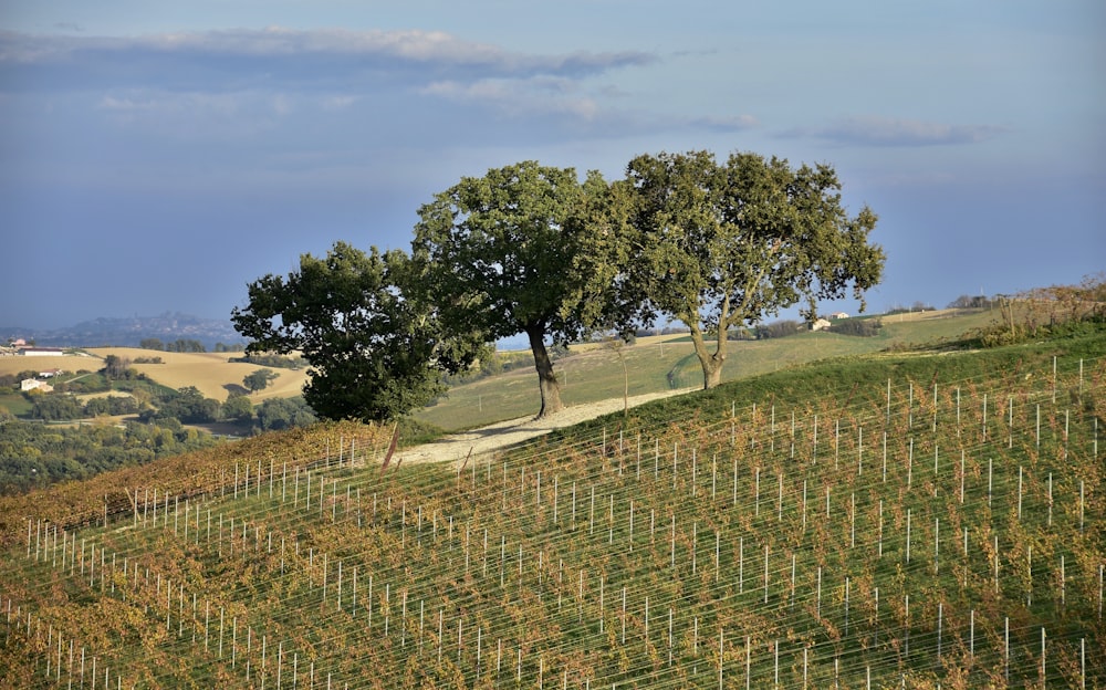 a group of trees in a field