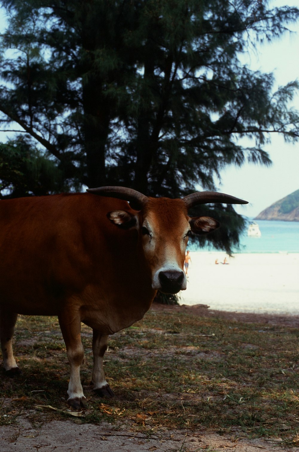 a cow standing on grass near a lake