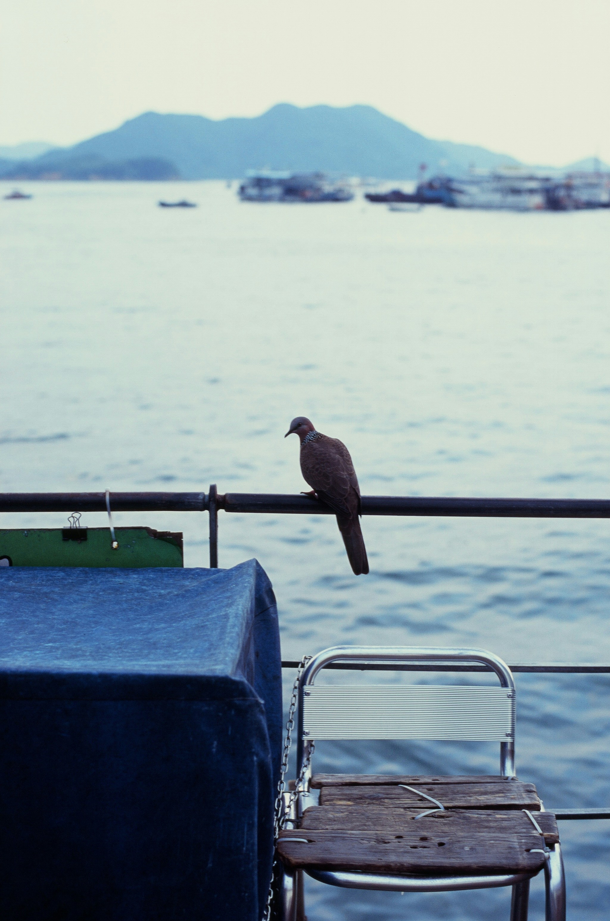 a bird sitting on a railing