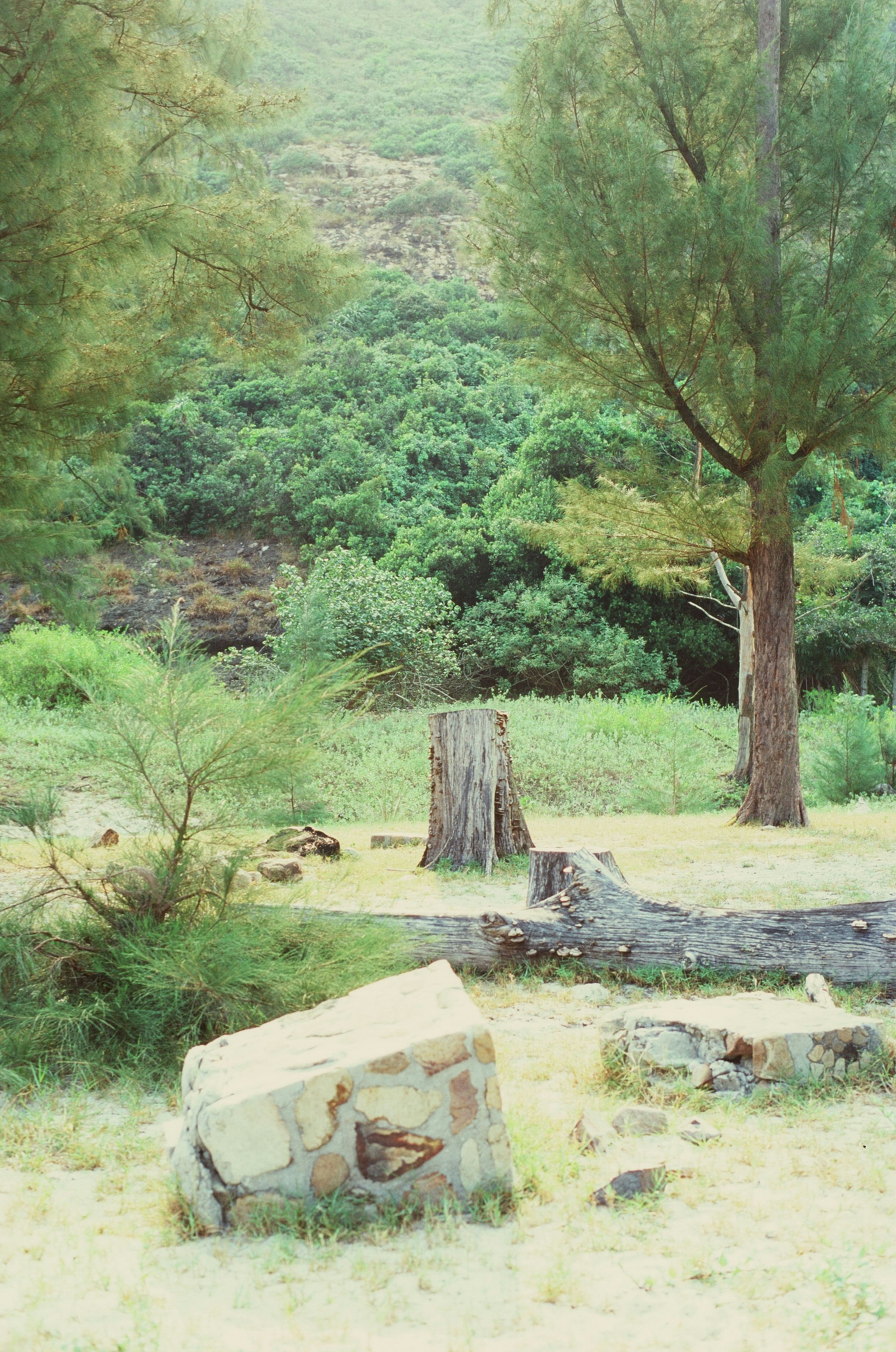 a rock in a field with trees