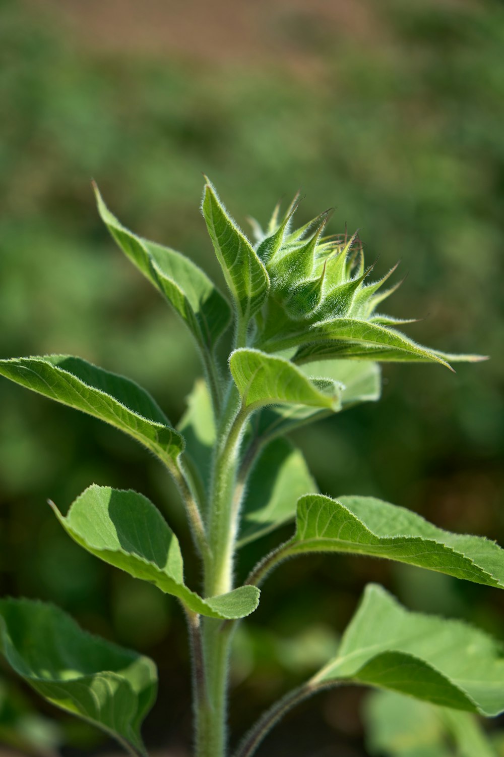 close-up of a plant