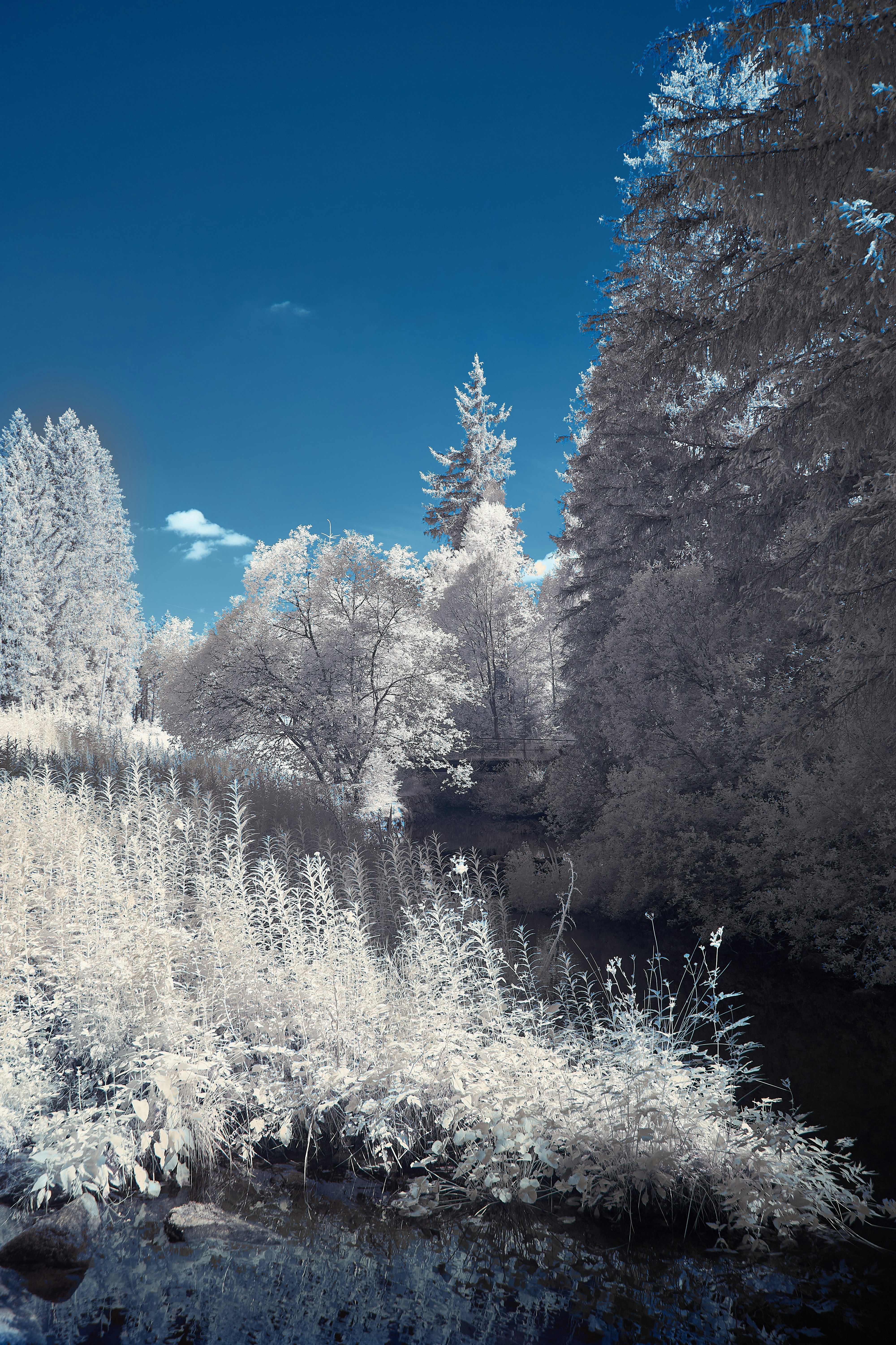 Photo by wolfgang_hasselmann