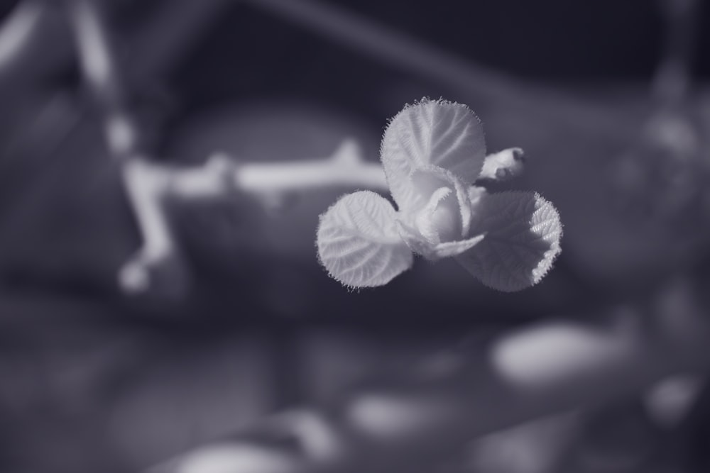 a close up of a flower